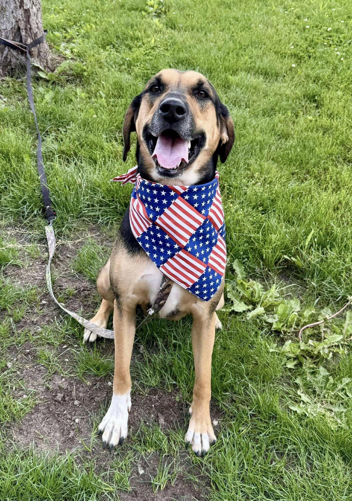 Kamryn, Adoptable, Adult Female Hound.