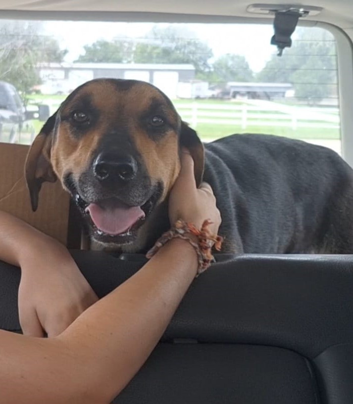 Enlarge Kamryn, a Adoptable mixed breed in Maryville, MO image 3/5