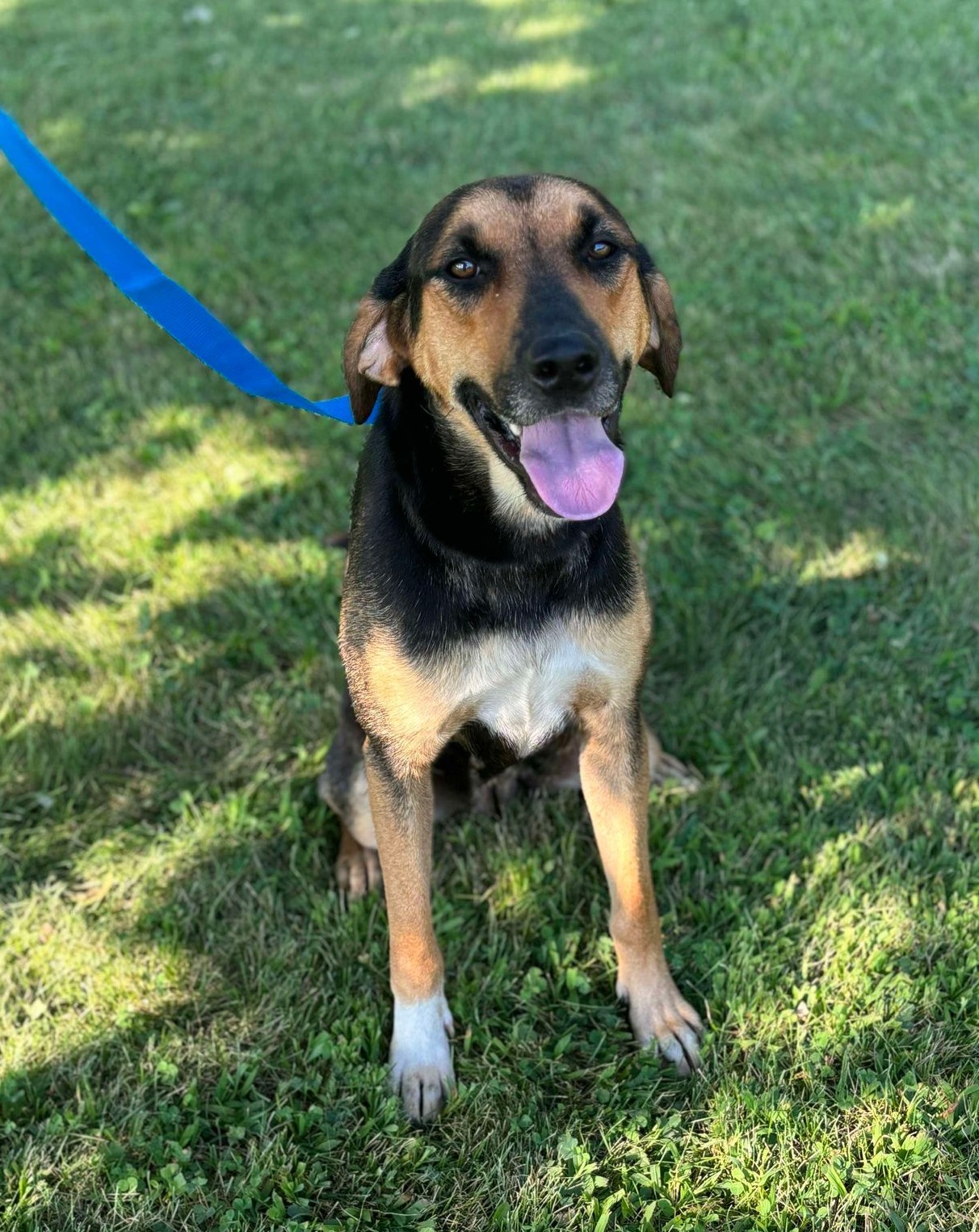 Enlarge Kamryn, a Adoptable mixed breed in Maryville, MO image 2/5