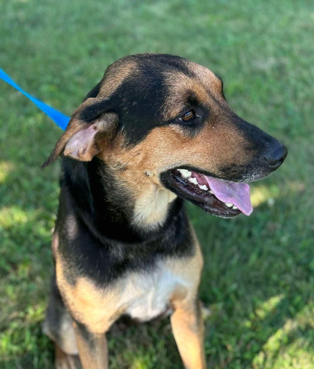 Enlarge Kamryn, a Adoptable mixed breed in Maryville, MO image 5/5