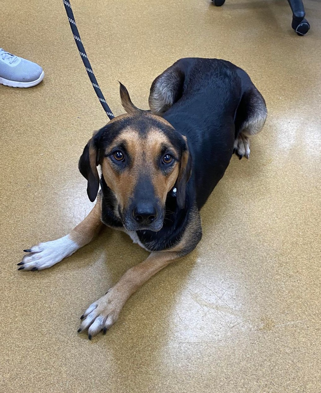 Enlarge Kamryn, a Adoptable mixed breed in Maryville, MO image 4/5