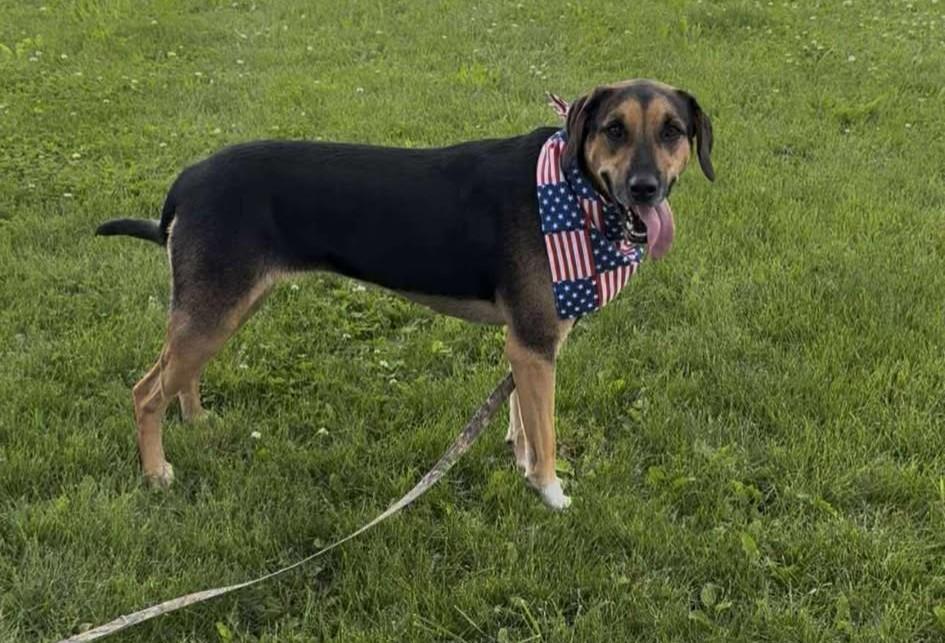 Kamryn (Obedience Trained), a Adoptable mixed breed in Maryville, MO image 2/6