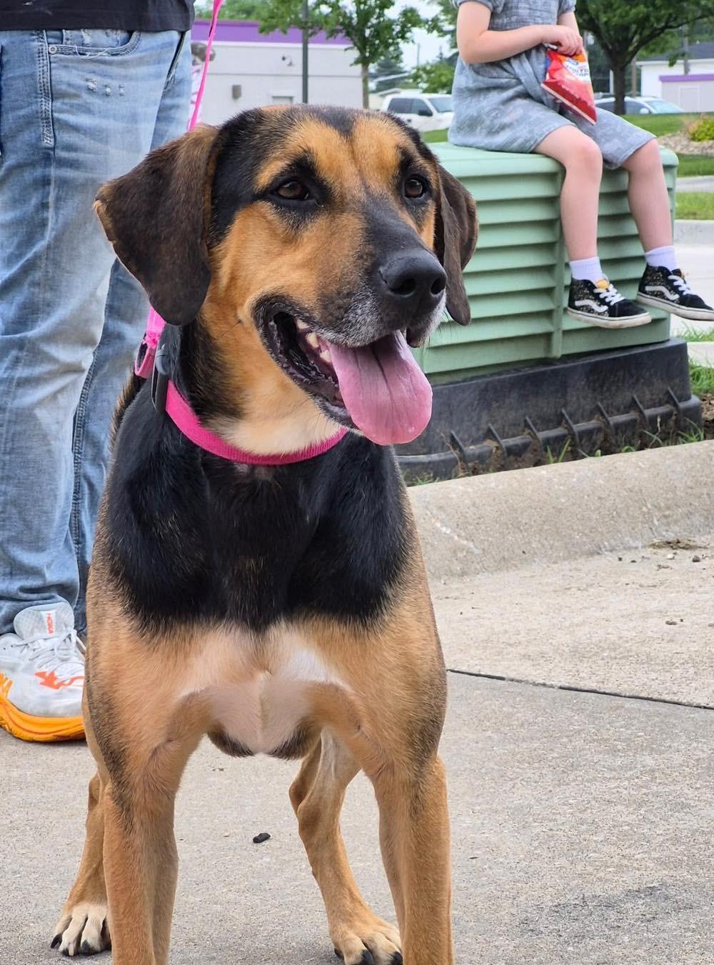 Kamryn (Obedience Trained), Adoptable, Adult Female Hound.
