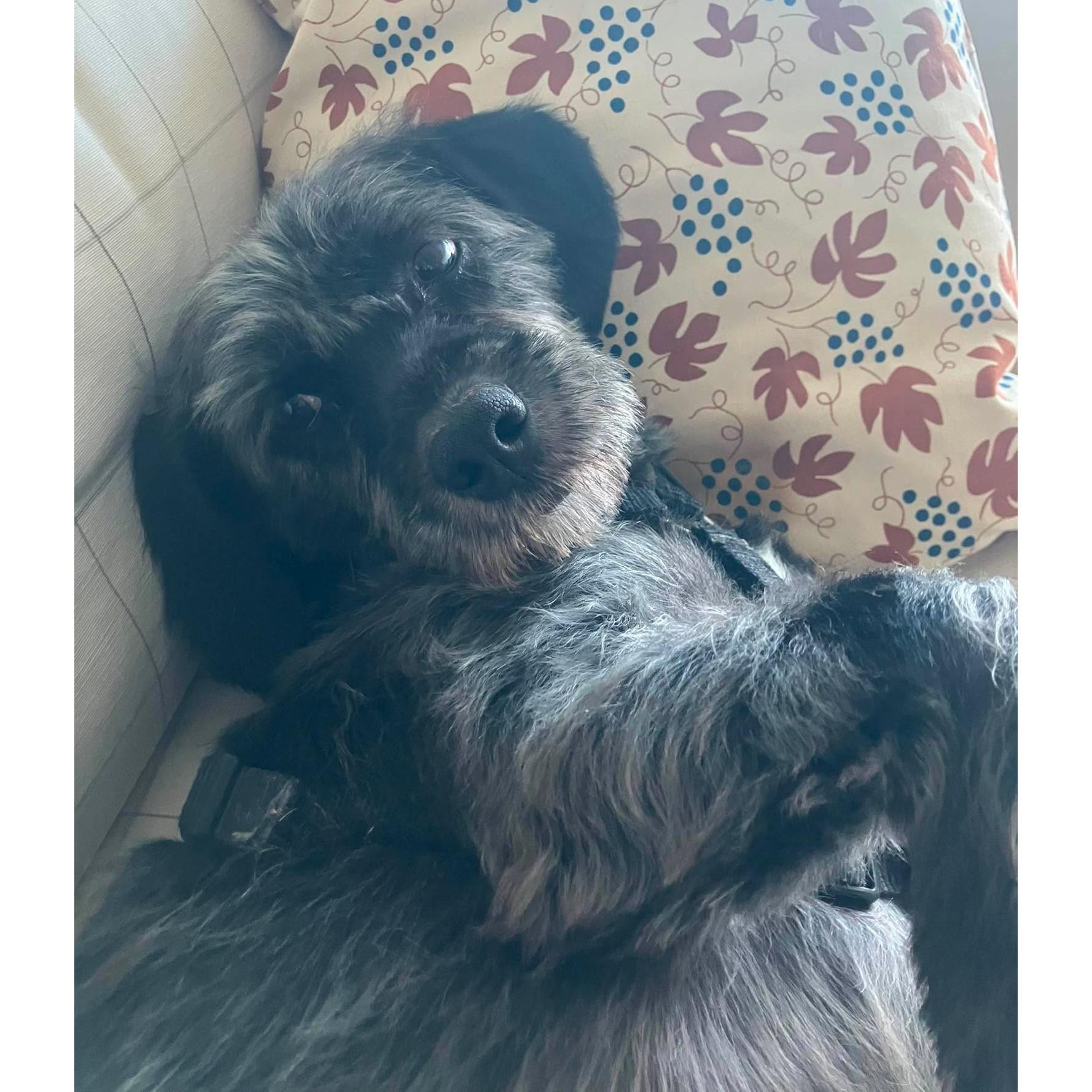 Kailo, an adopted Schnoodle in Rochester, NY image 2/6