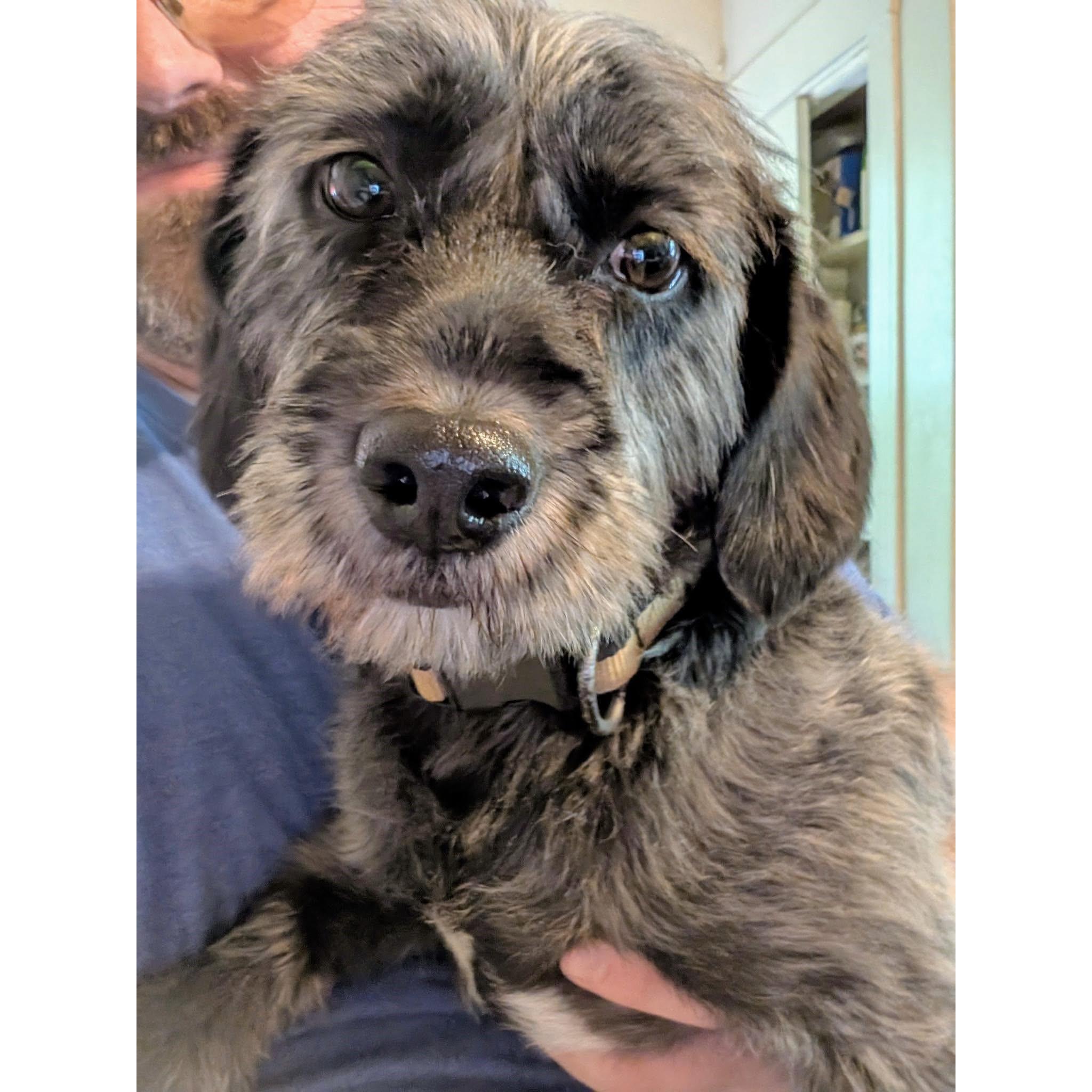 Kailo, an adopted Schnoodle in Rochester, NY image 5/6