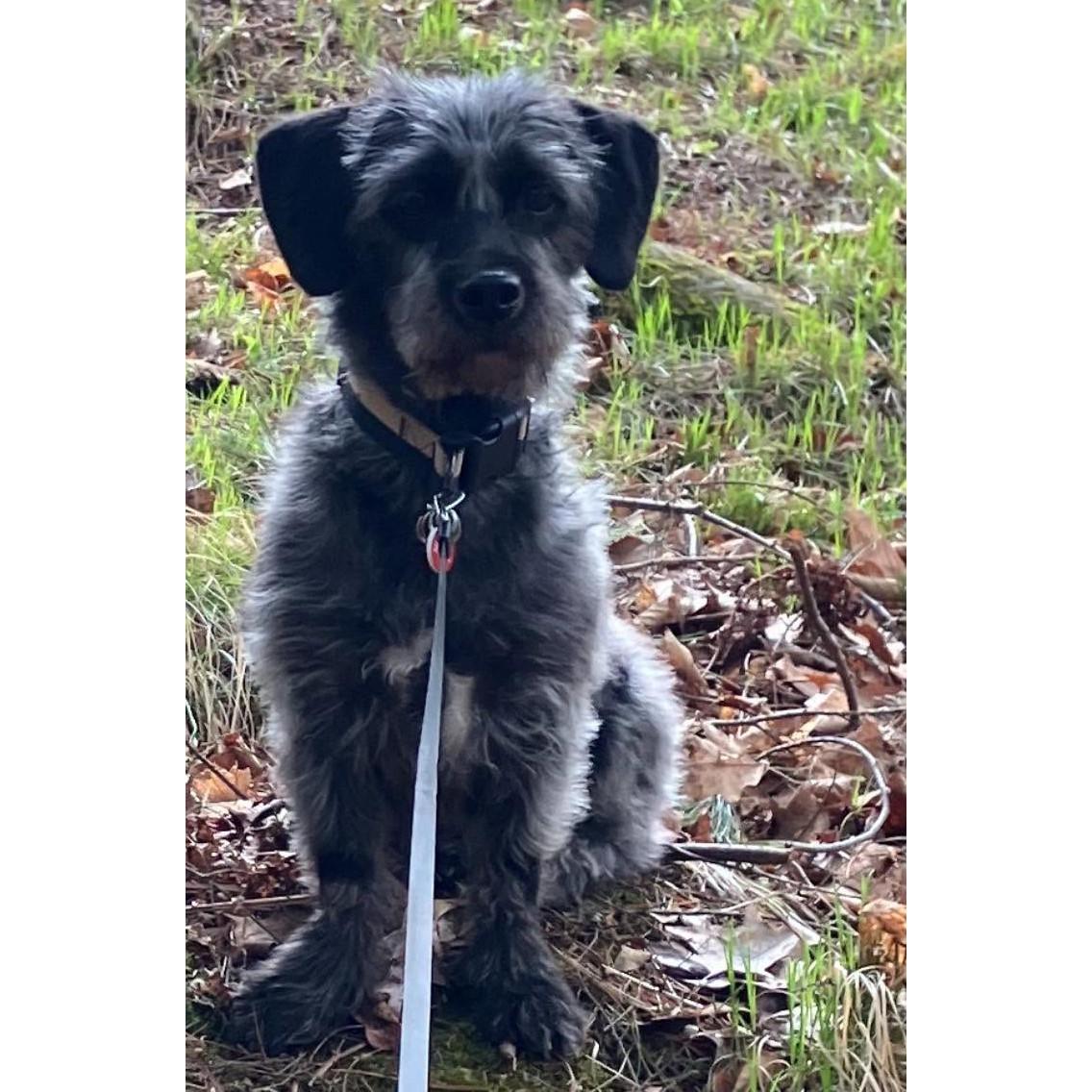 Kailo, adopted, Young Male Schnoodle.