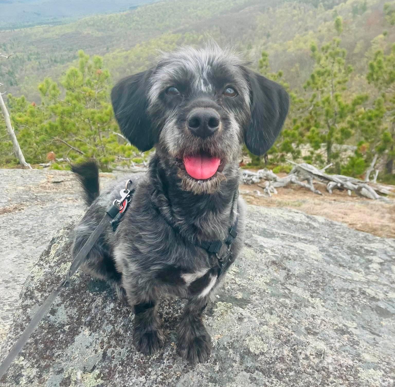 Kailo, an adopted Schnoodle in Rochester, NY image 4/6