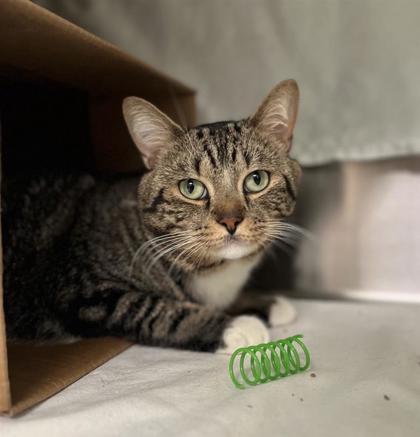 Enlarge Oliver, a Adoptable mixed breed in Montreal, QC image 1/1