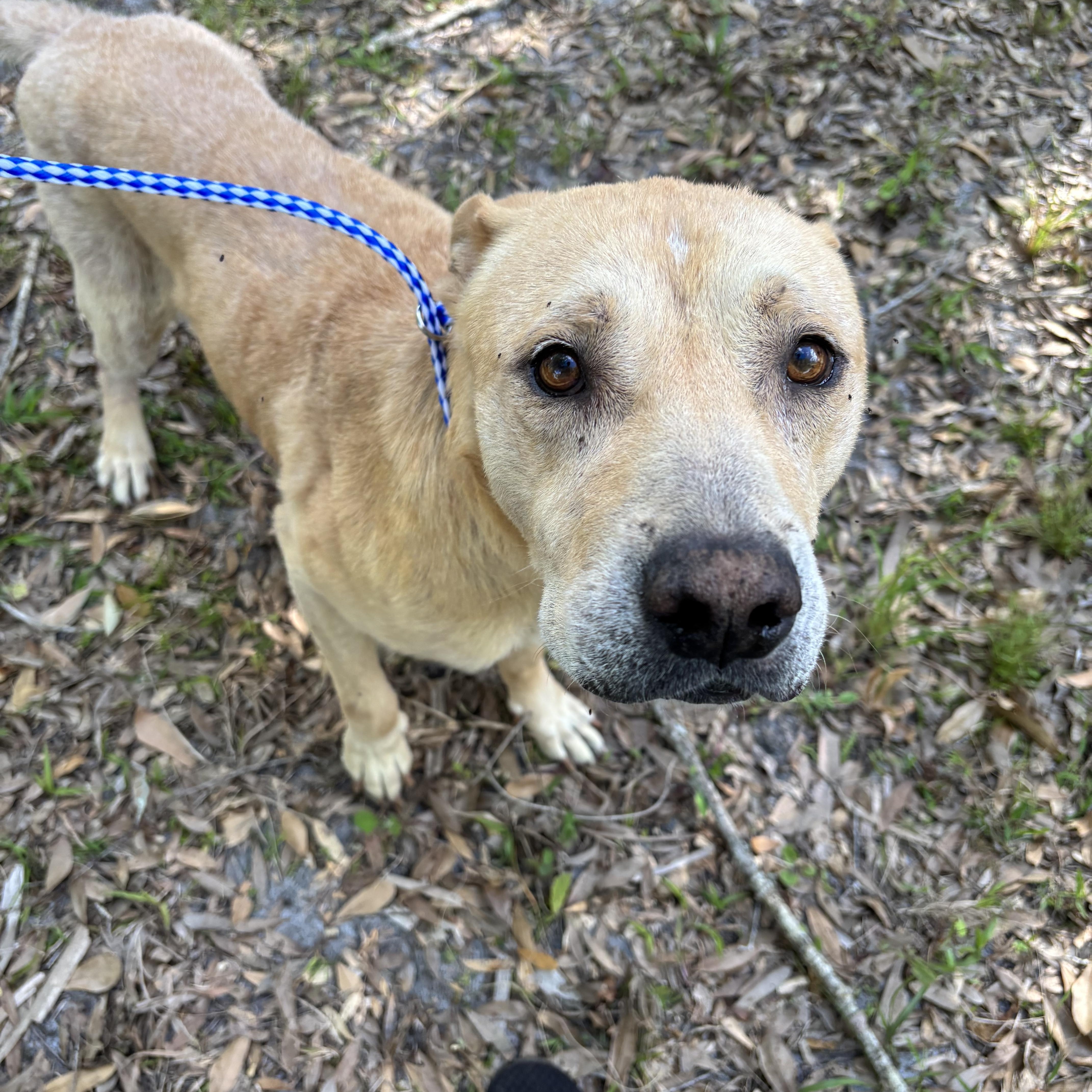 Enlarge Chance, a Adoptable mixed breed in Arcadia, FL image 3/3