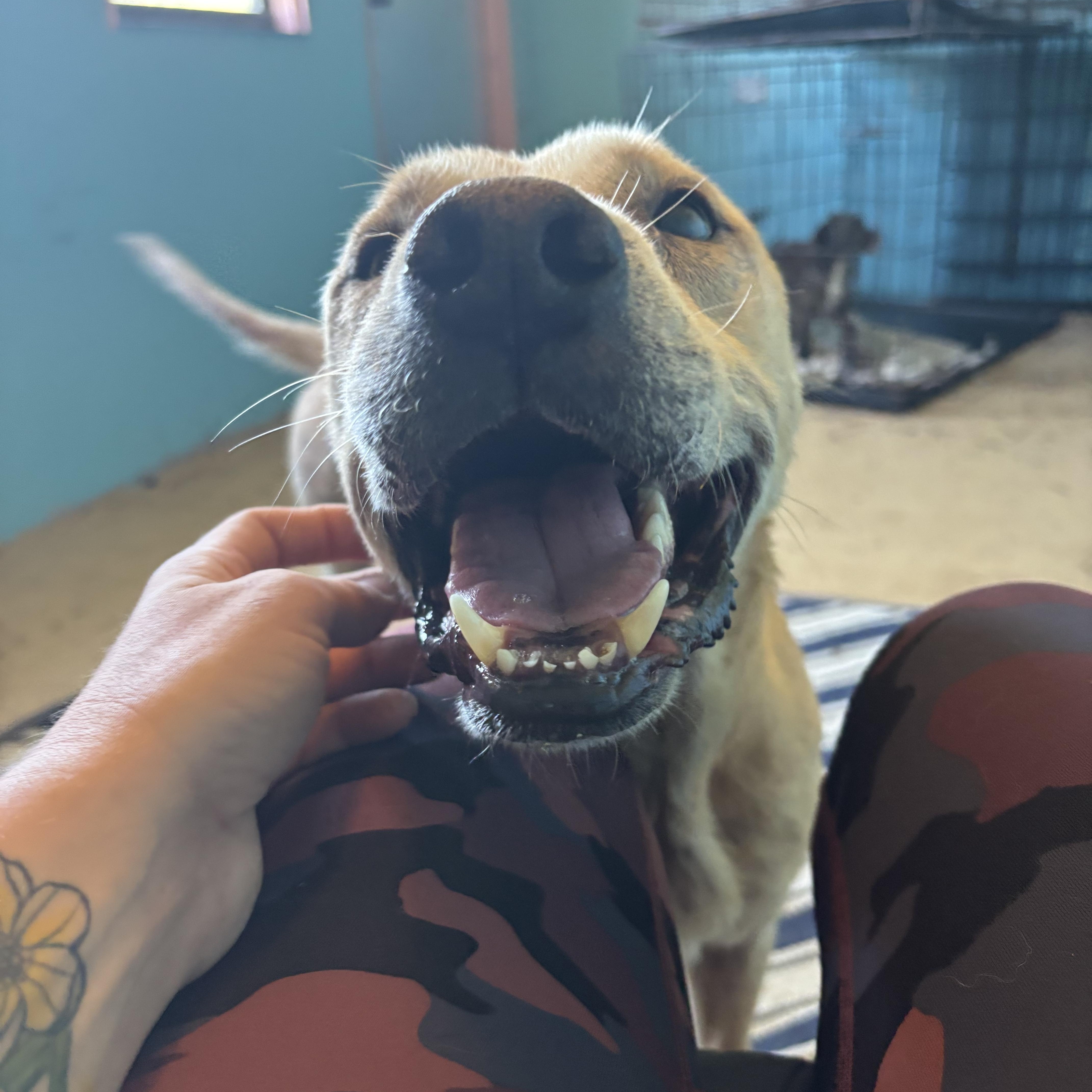 Enlarge Chance, a Adoptable mixed breed in Arcadia, FL image 2/3