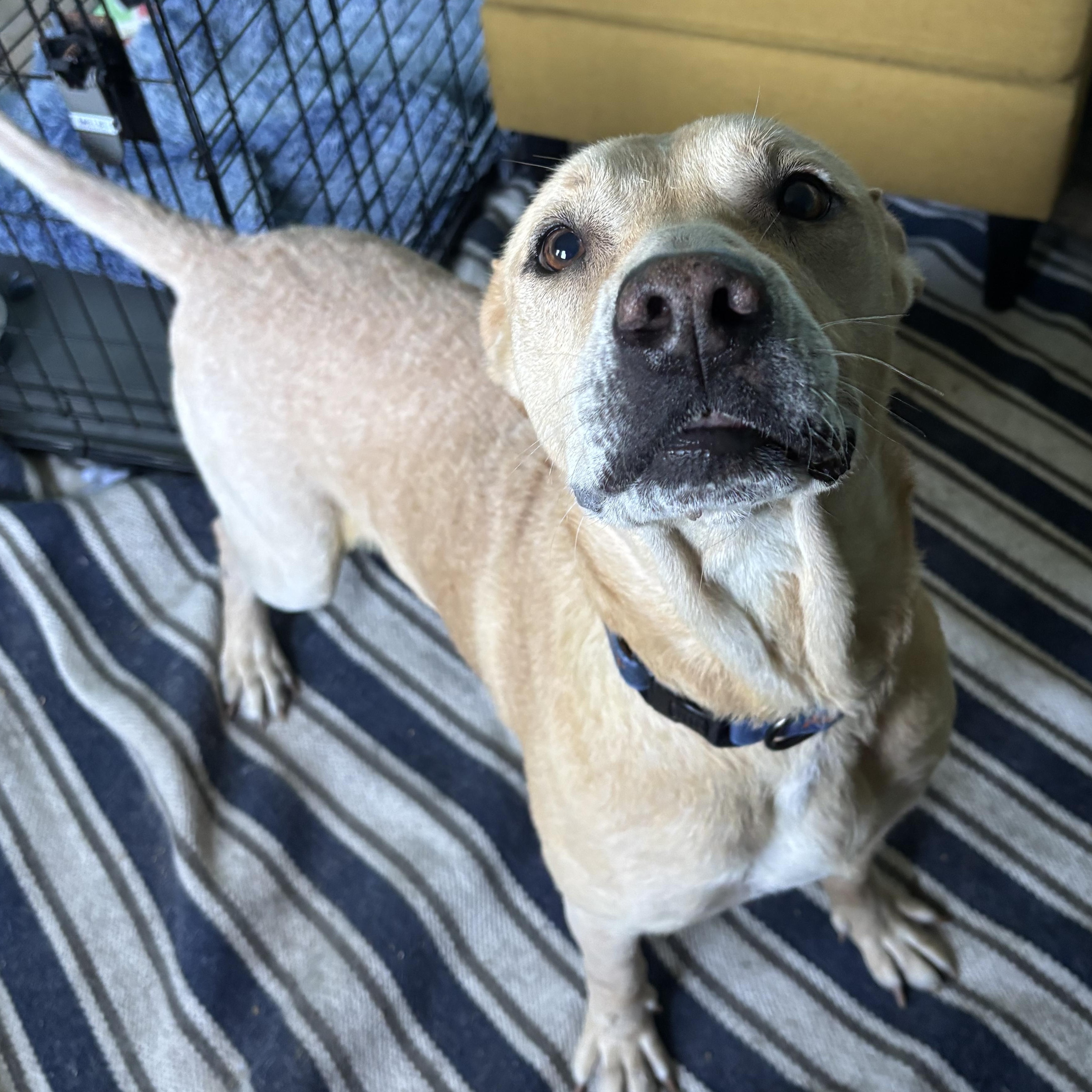 Chance, Adoptable, Adult Male Yellow Labrador Retriever.