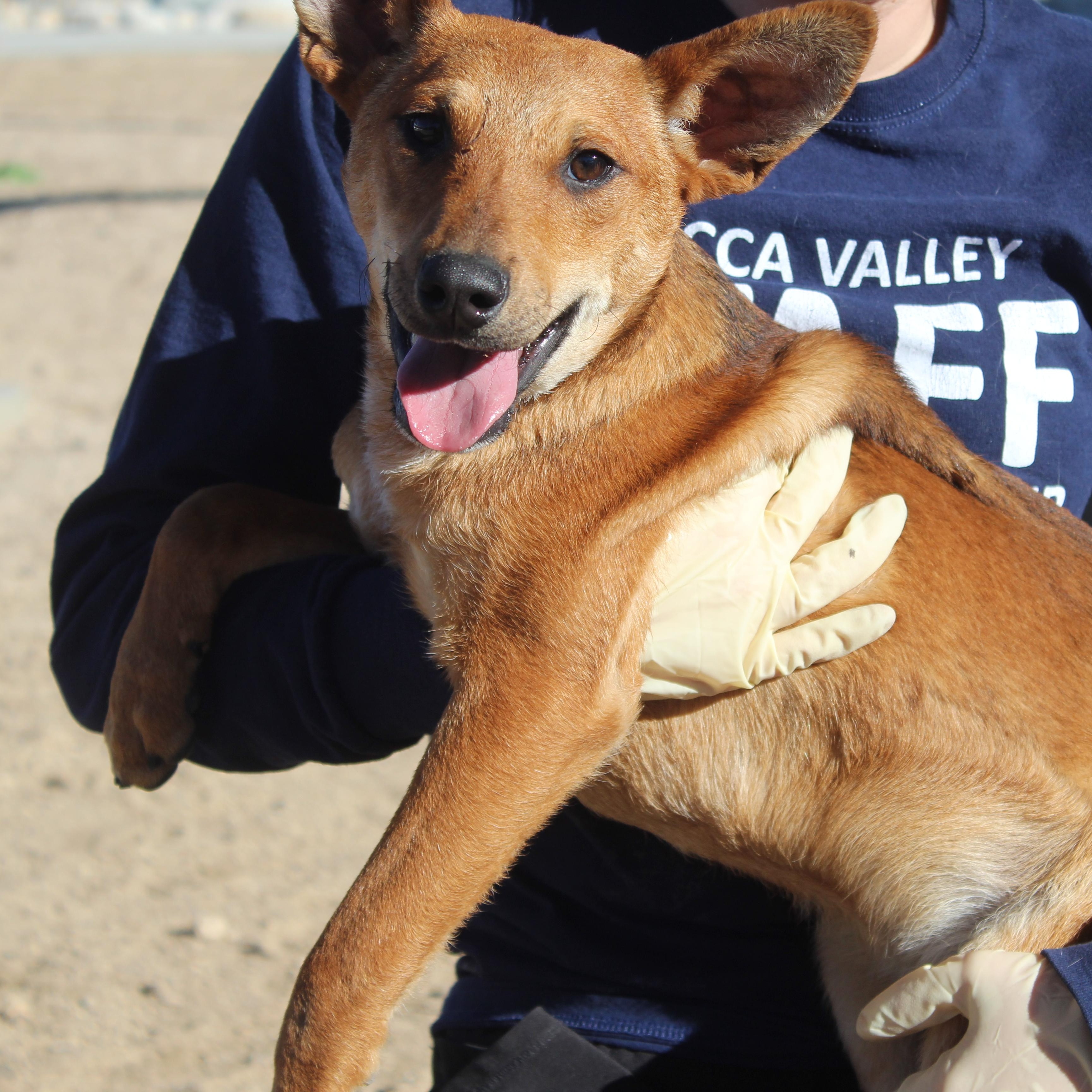 Pancake, Adoptable, Puppy Male Labrador Retriever & Australian Cattle Dog / Blue Heeler.
