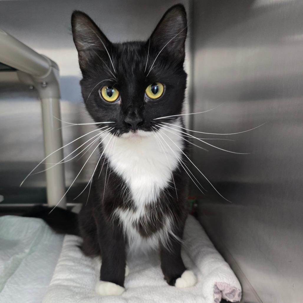 Enlarge Isabella, a Adoptable Domestic Short Hair in Walnut Cove, NC image 2/2