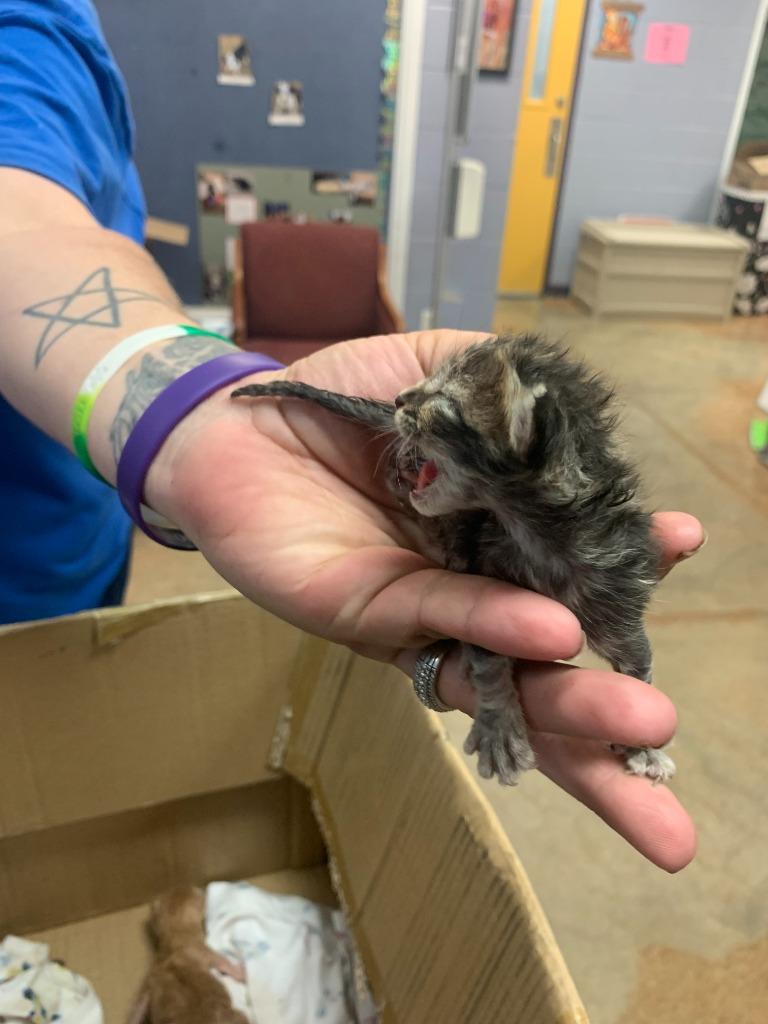 Enlarge Floyd, a Adoptable mixed breed in Brownwood, TX image 1/1