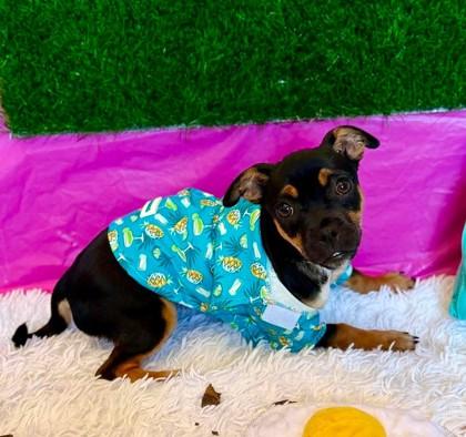Espresso, Adoptable, Puppy Female Chihuahua & Mixed Breed.