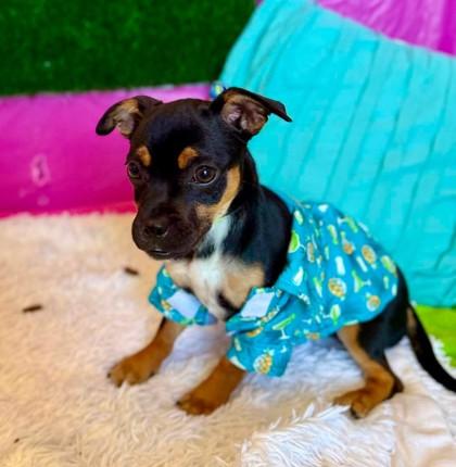 Espresso, Adoptable, Puppy Female Chihuahua & Mixed Breed.