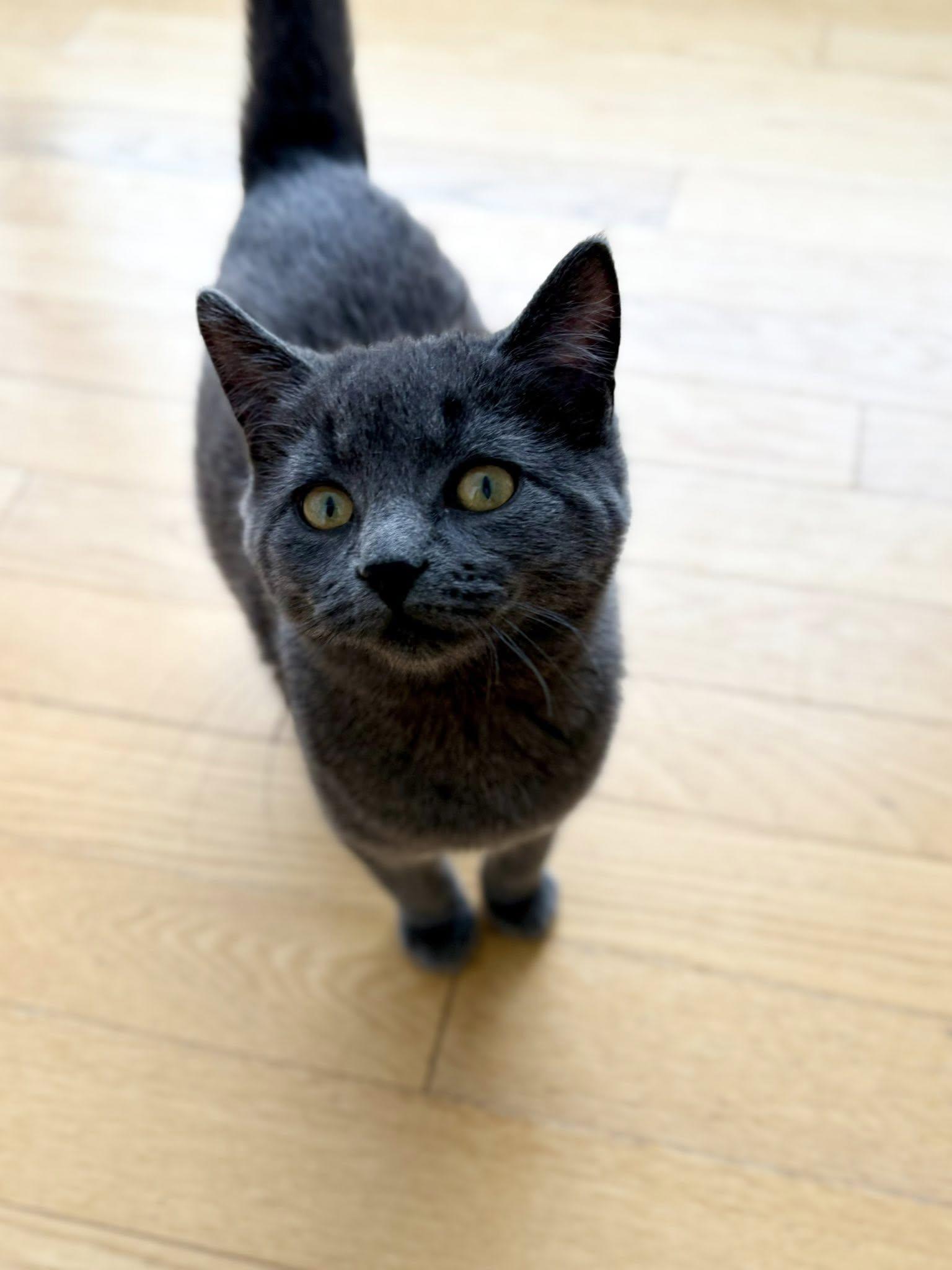 Madrid, Adoptable, Young Male Domestic Short Hair.