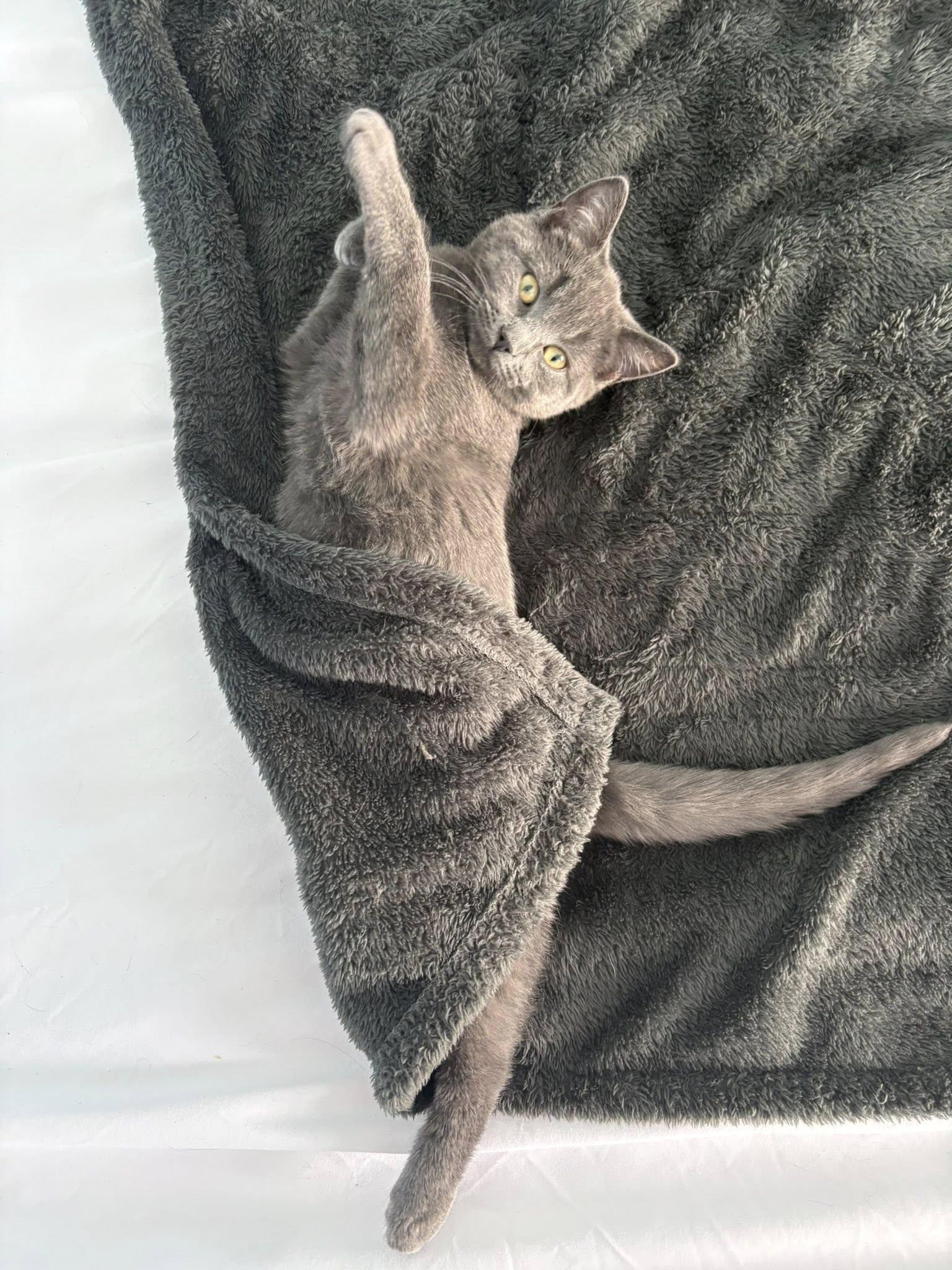 Enlarge Madrid, a Adoptable Domestic Short Hair in Orleans, ON image 2/3