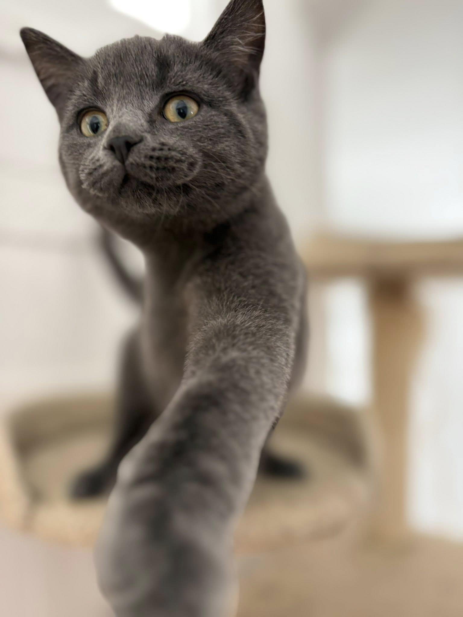 Enlarge Madrid, a Adoptable Domestic Short Hair in Orleans, ON image 3/3