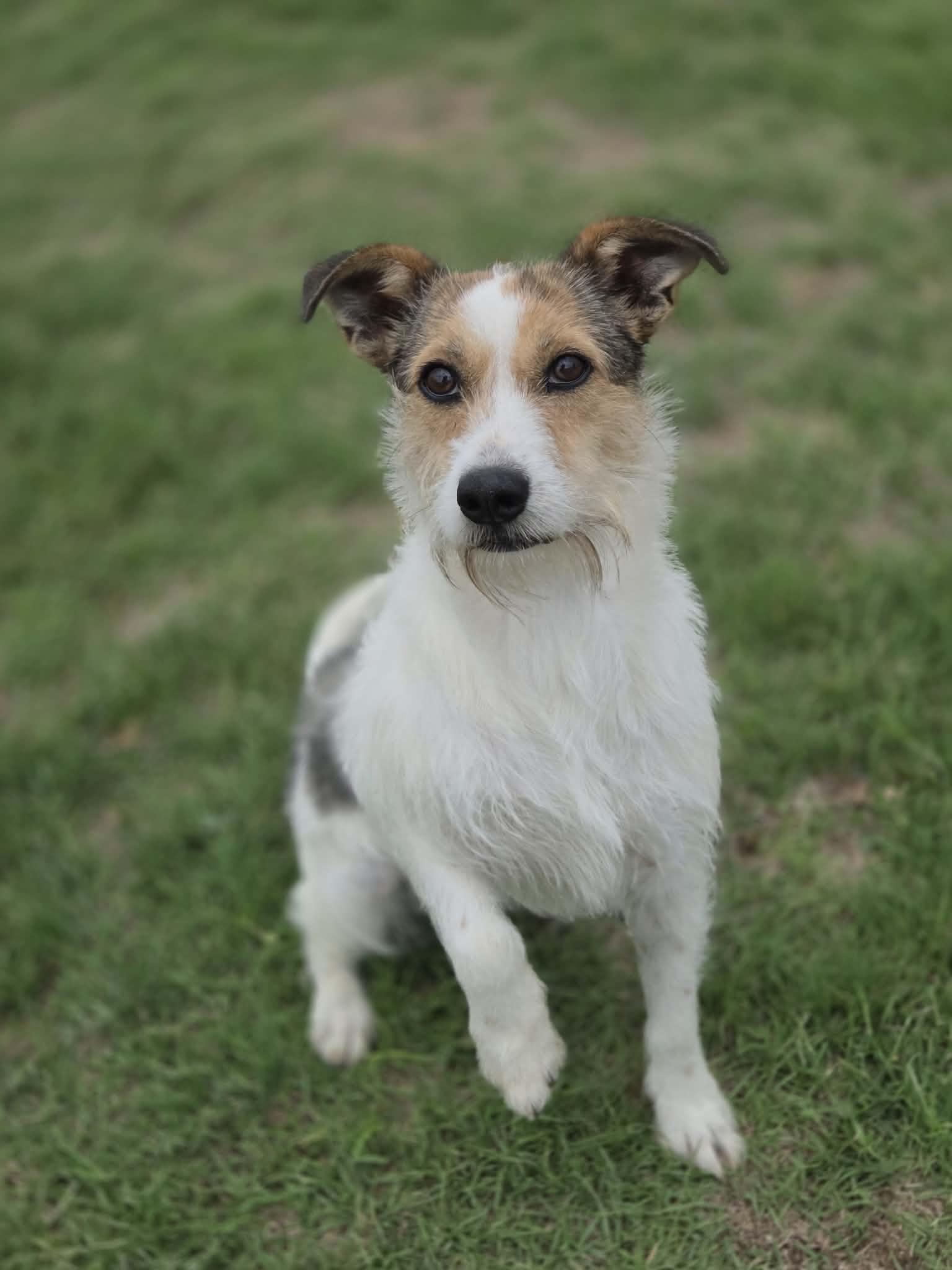 Scarlet, an adopted mixed breed in Yukon, OK image 1/3