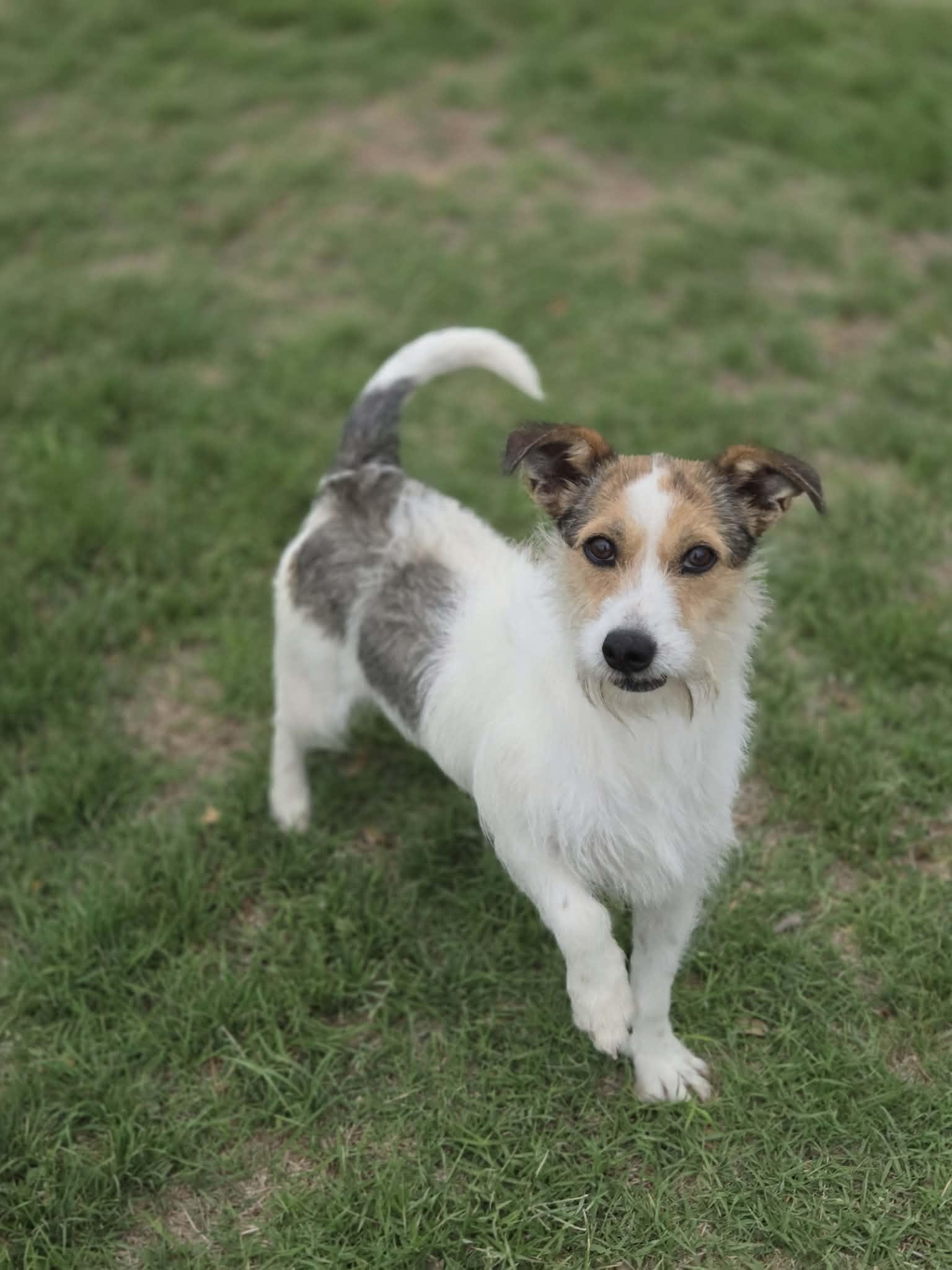 Scarlet, an adopted mixed breed in Yukon, OK image 2/3