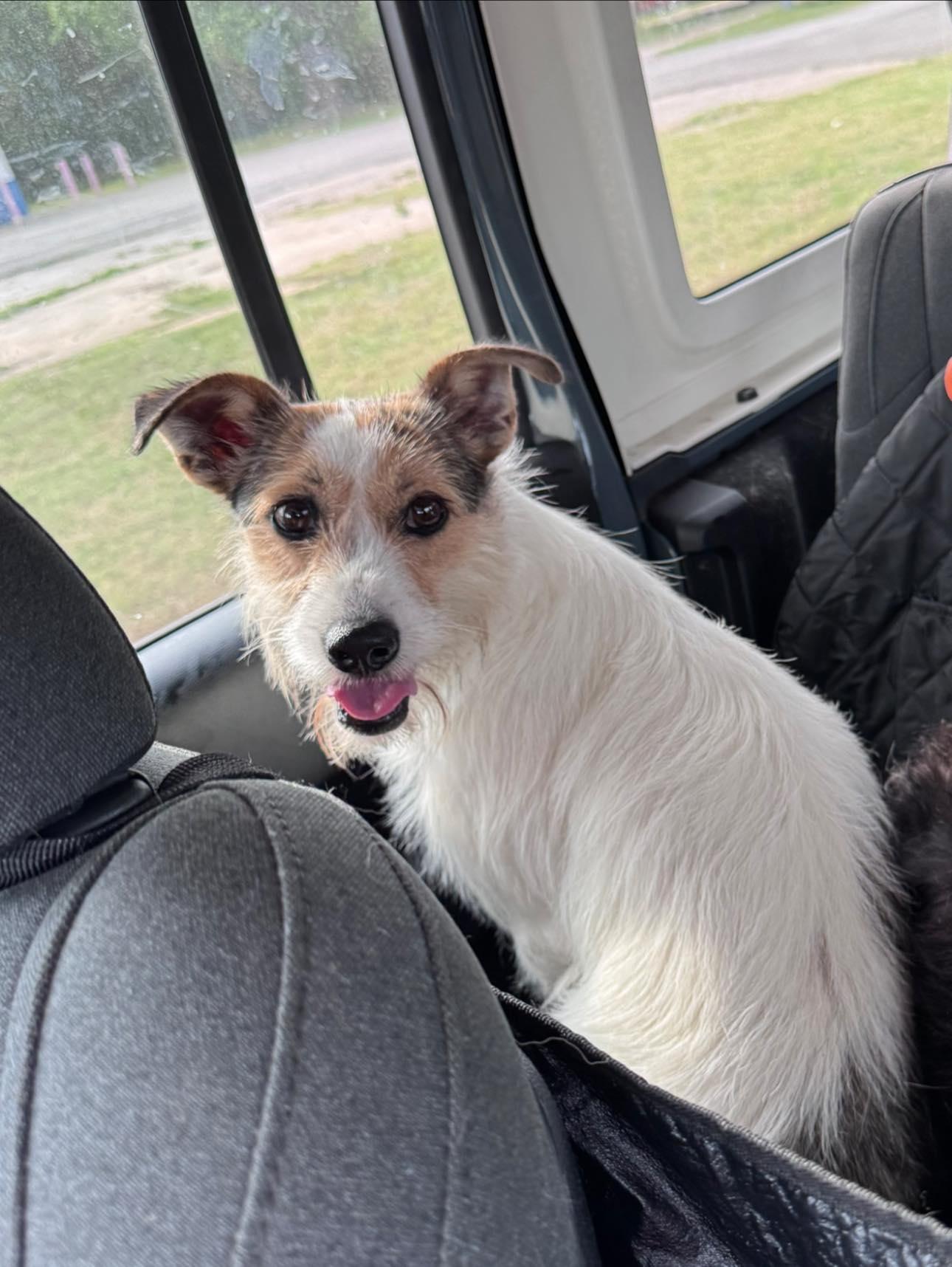Scarlet, an adopted mixed breed in Yukon, OK image 3/3