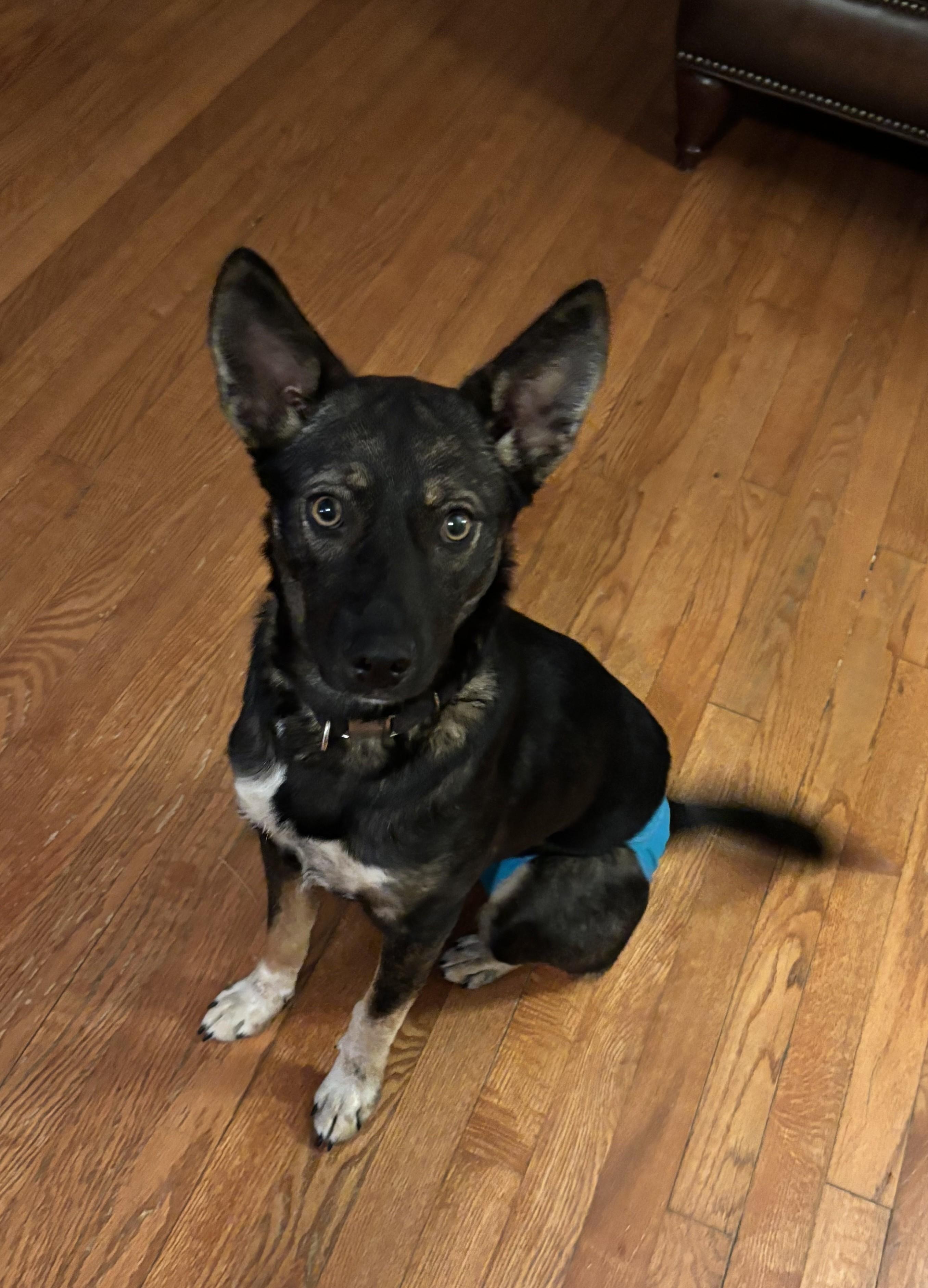 Enlarge Ginger, a Adoptable mixed breed in Falls Church, VA image 2/4