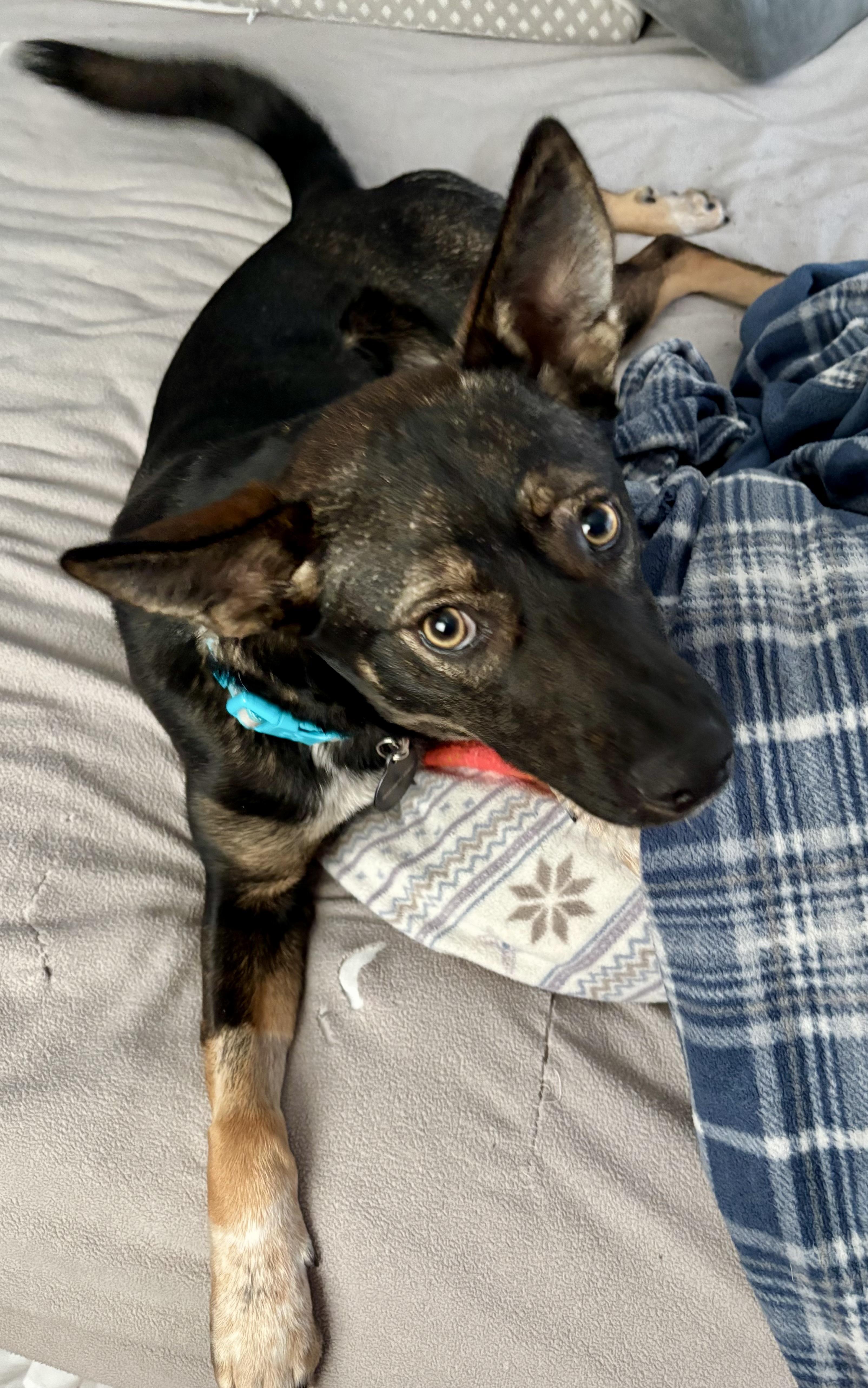 Enlarge Ginger, a Adoptable mixed breed in Falls Church, VA image 3/4