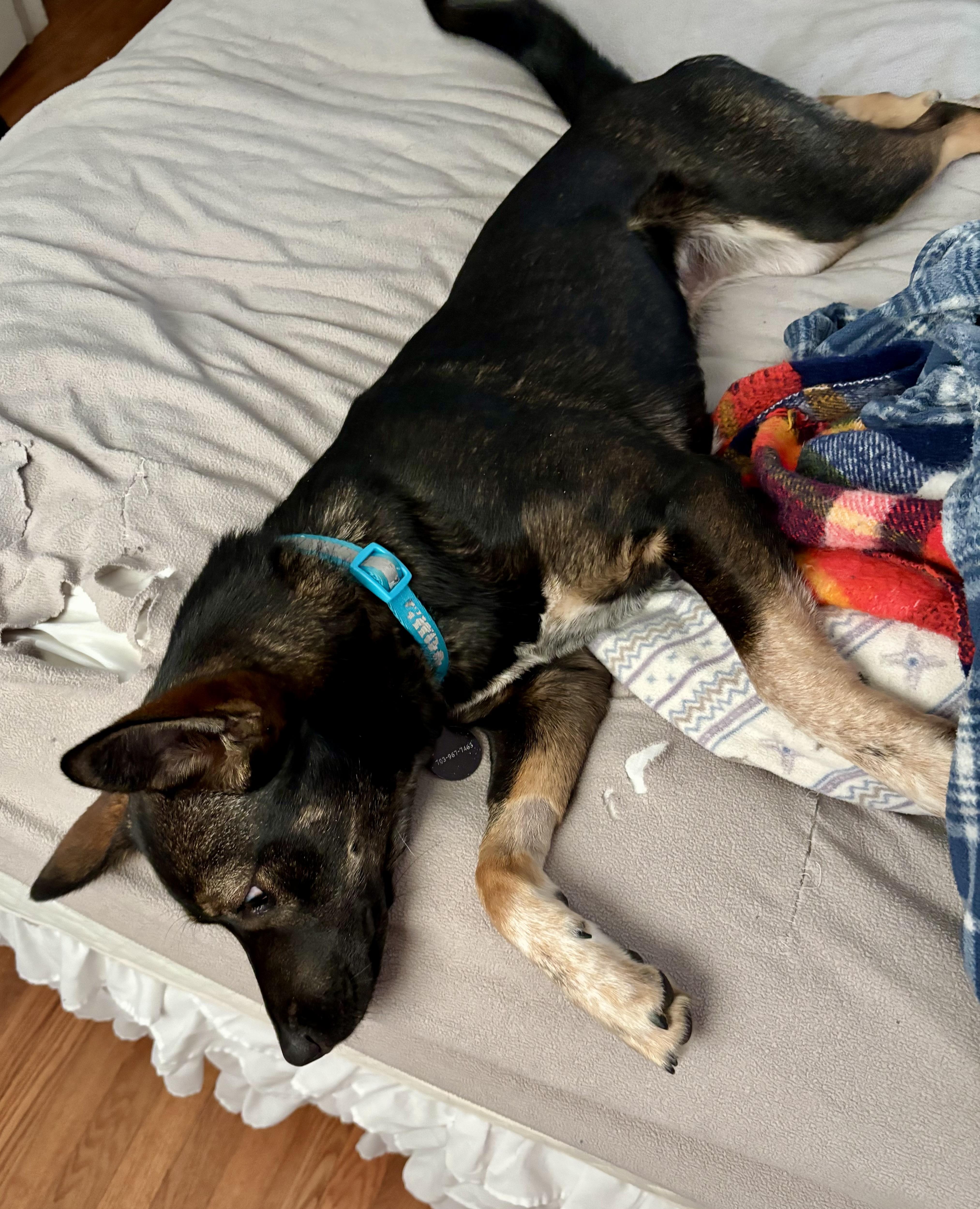 Enlarge Ginger, a Adoptable mixed breed in Falls Church, VA image 4/4