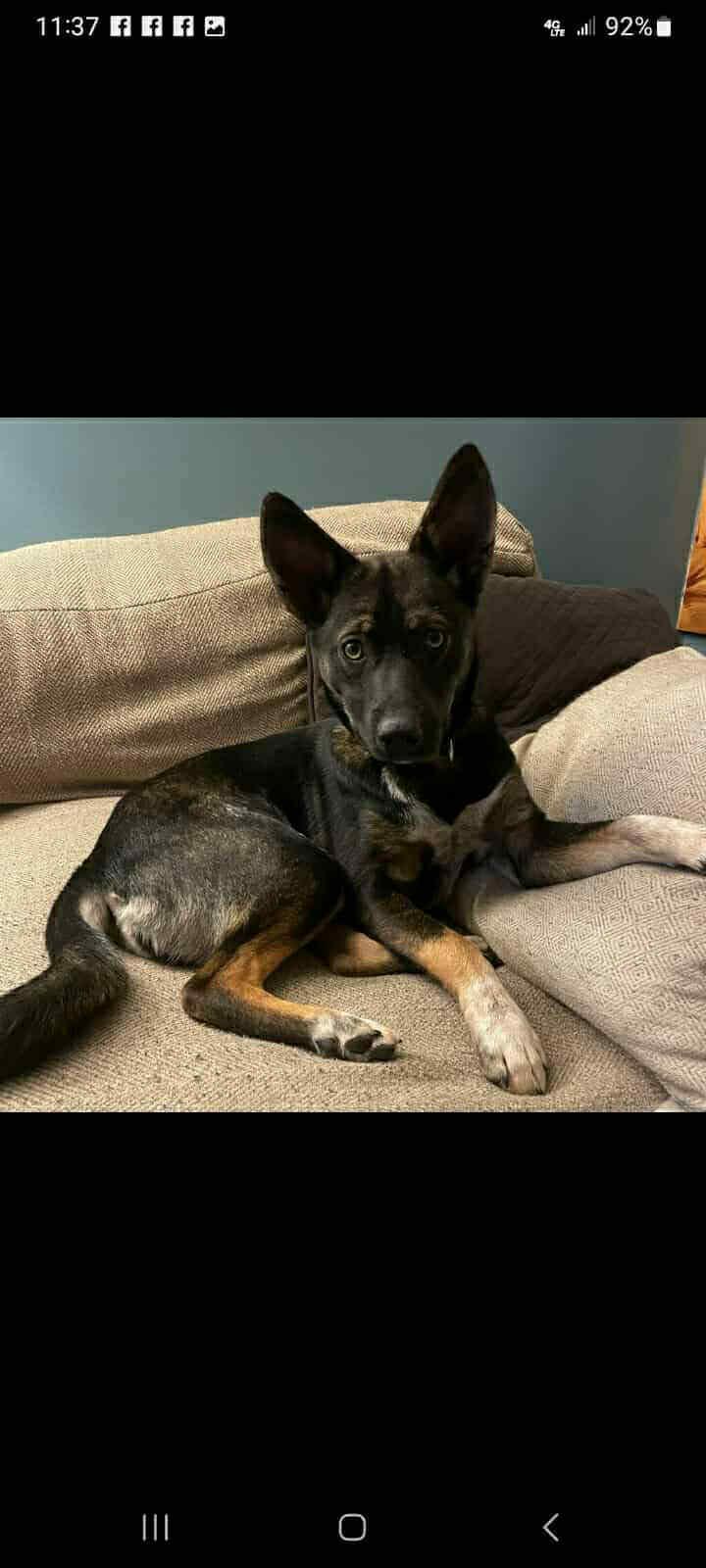 Ginger, Adoptable, Puppy Female Terrier & Shepherd.