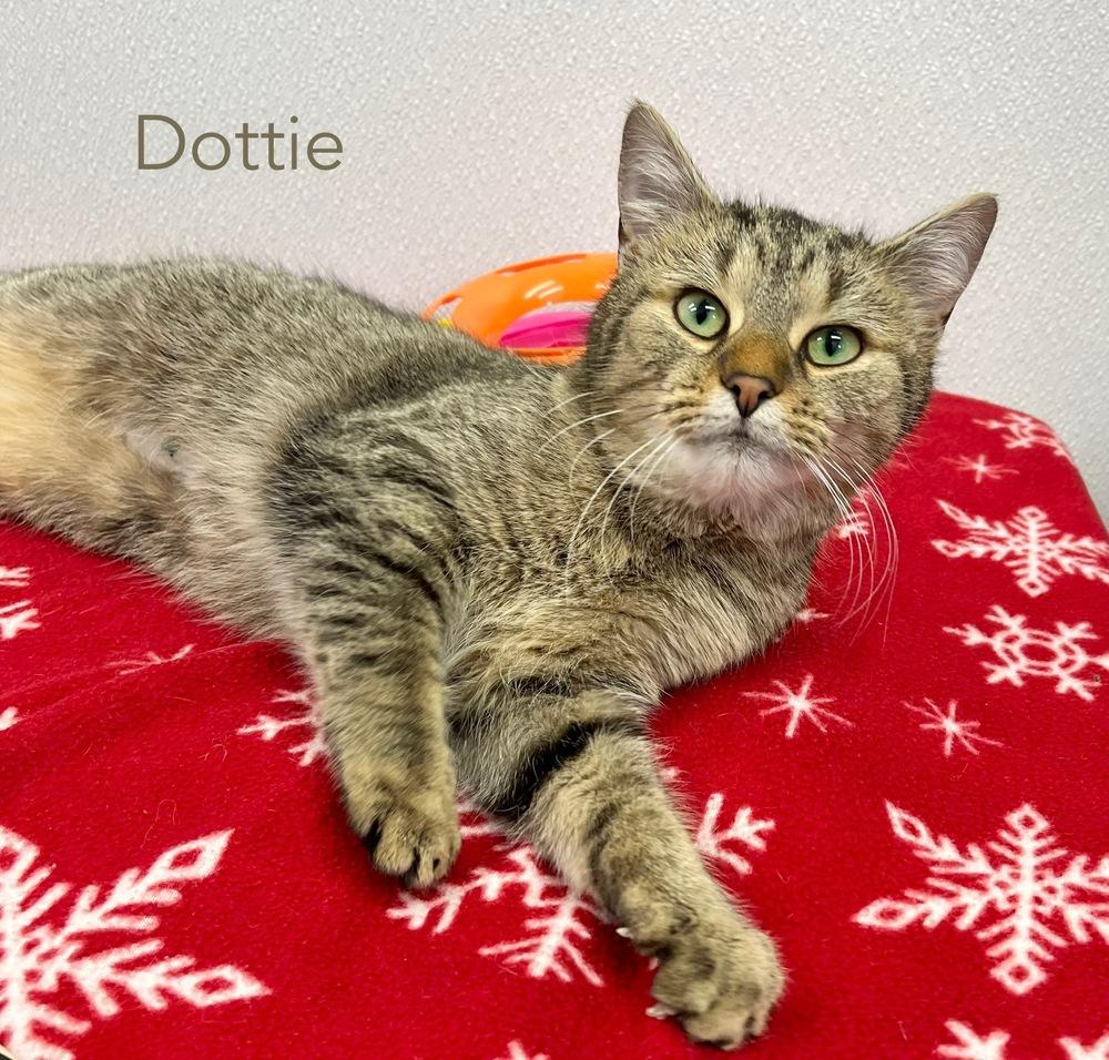Enlarge Dottie, a Adoptable Domestic Short Hair in Chalfont, PA image 1/6