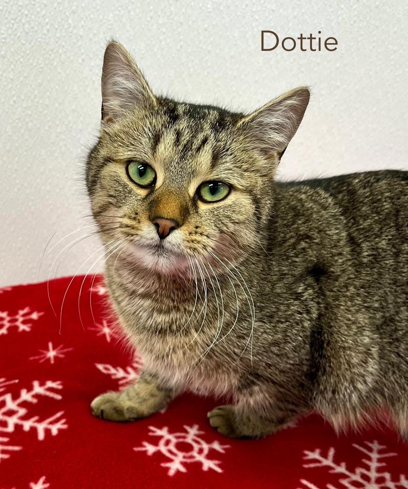 Enlarge Dottie, a Adoptable Domestic Short Hair in Chalfont, PA image 2/6