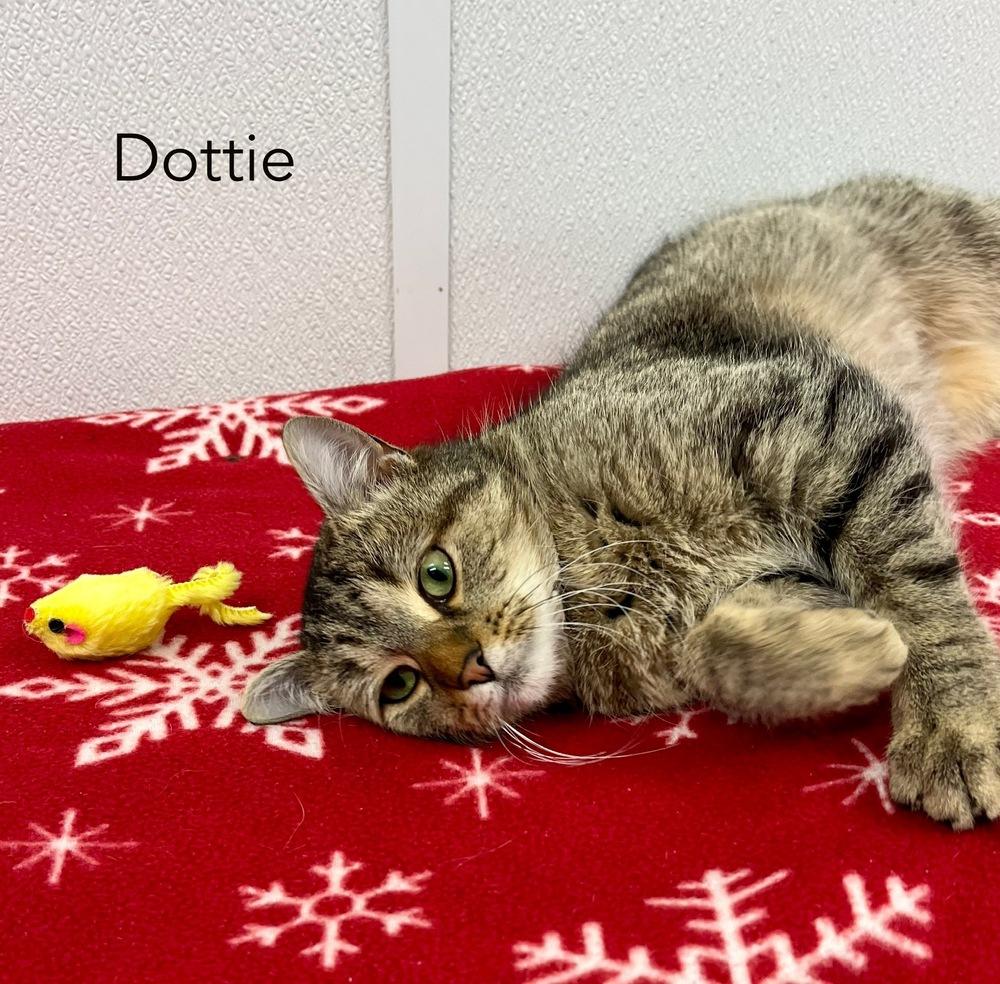 Enlarge Dottie, a Adoptable Domestic Short Hair in Chalfont, PA image 5/6