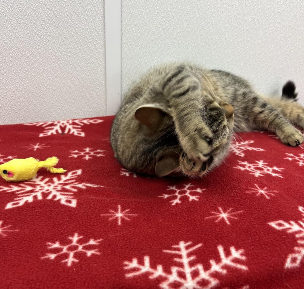 Enlarge Dottie, a Adoptable Domestic Short Hair in Chalfont, PA image 6/6