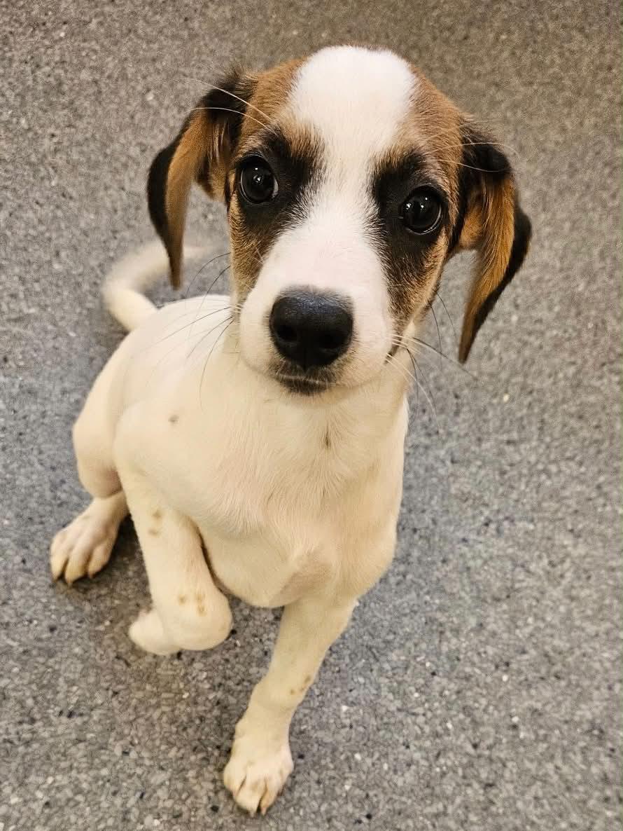 Shelby, Adopted, Young Female Hound.