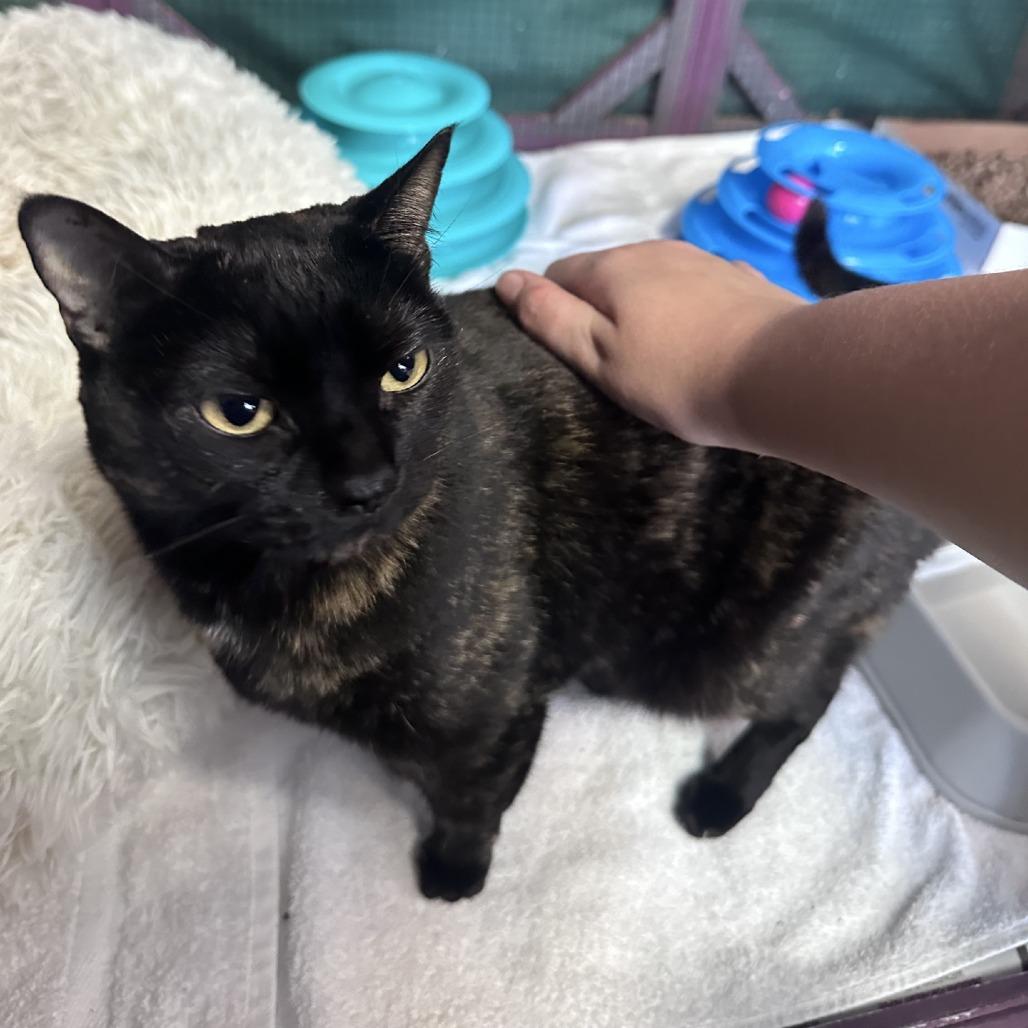 Lucy, Adoptable, Adult Female Domestic Short Hair.