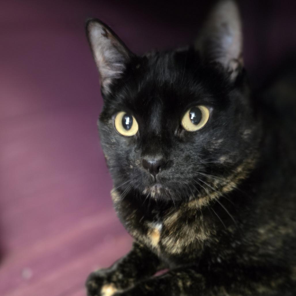 Lucy, Adoptable, Adult Female Domestic Short Hair.