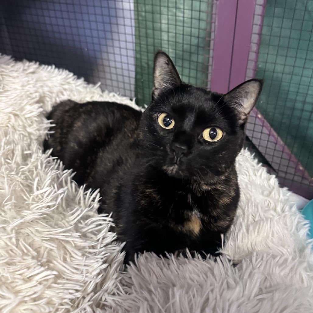 Lucy, a Adoptable Domestic Short Hair in Branson, MO image 3/6