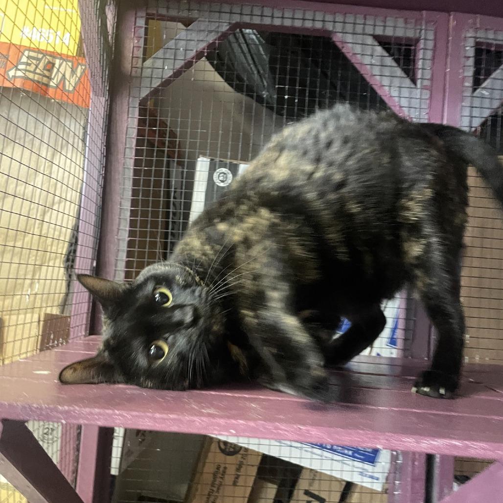 Lucy, a Adoptable Domestic Short Hair in Branson, MO image 2/2