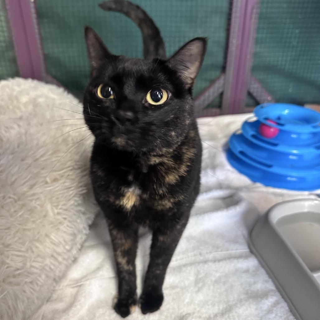 Lucy, a Adoptable Domestic Short Hair in Branson, MO image 5/6