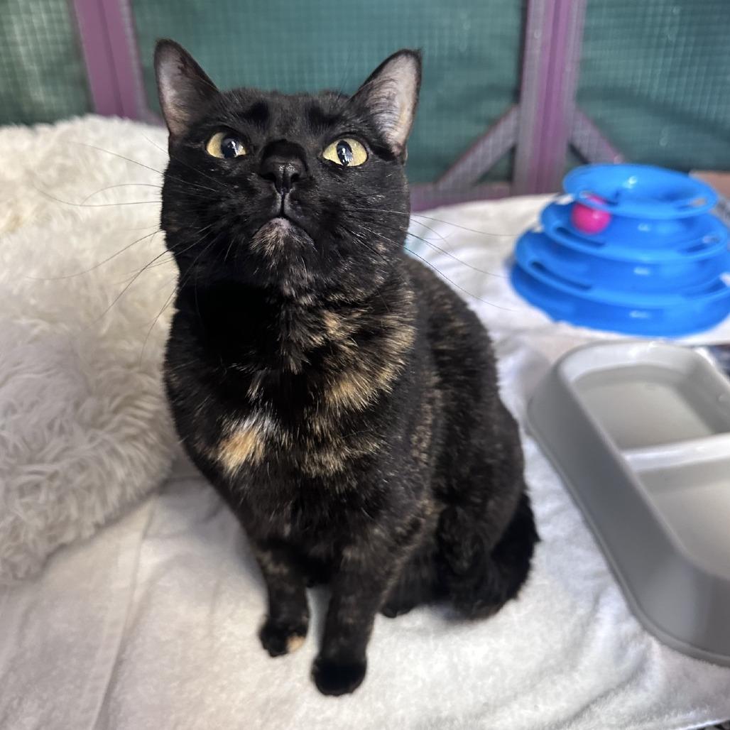Lucy, a Adoptable Domestic Short Hair in Branson, MO image 6/6