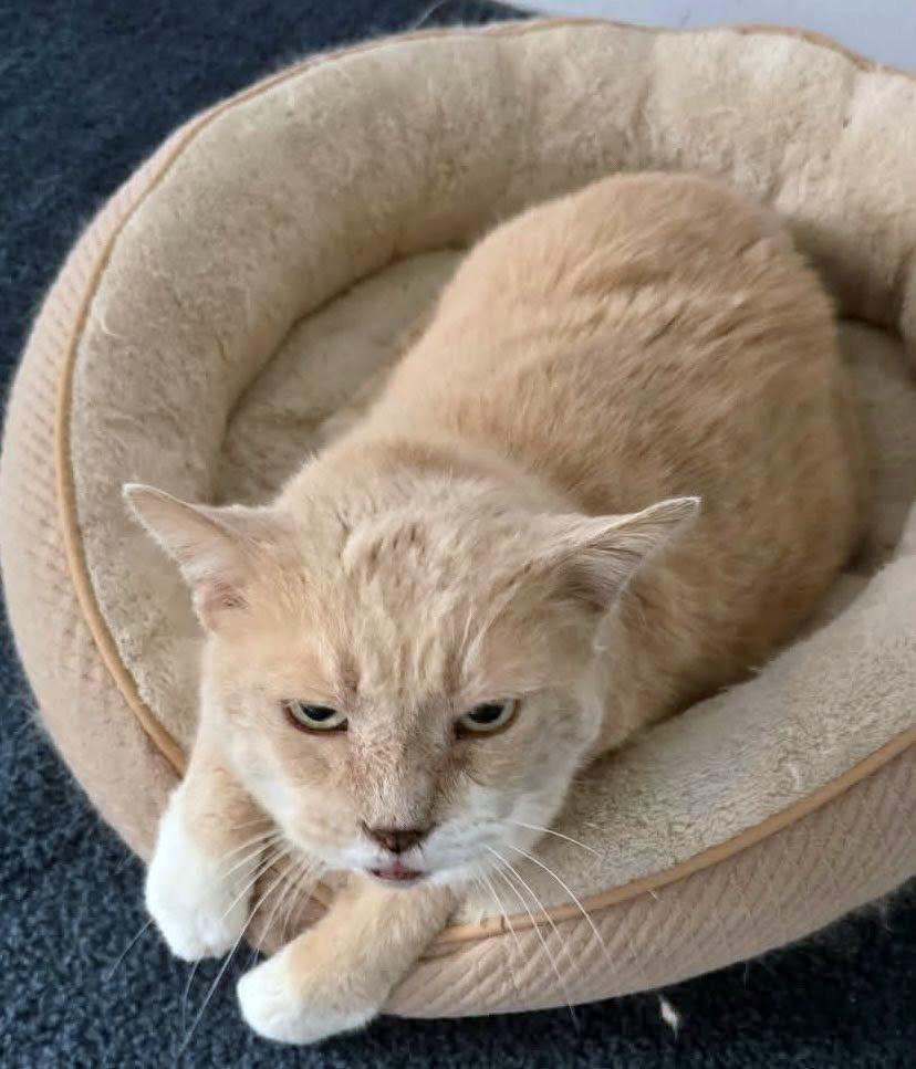 Enlarge Caramel, a ADOPTABLE Domestic Short Hair in Morgantown, WV image 3/4