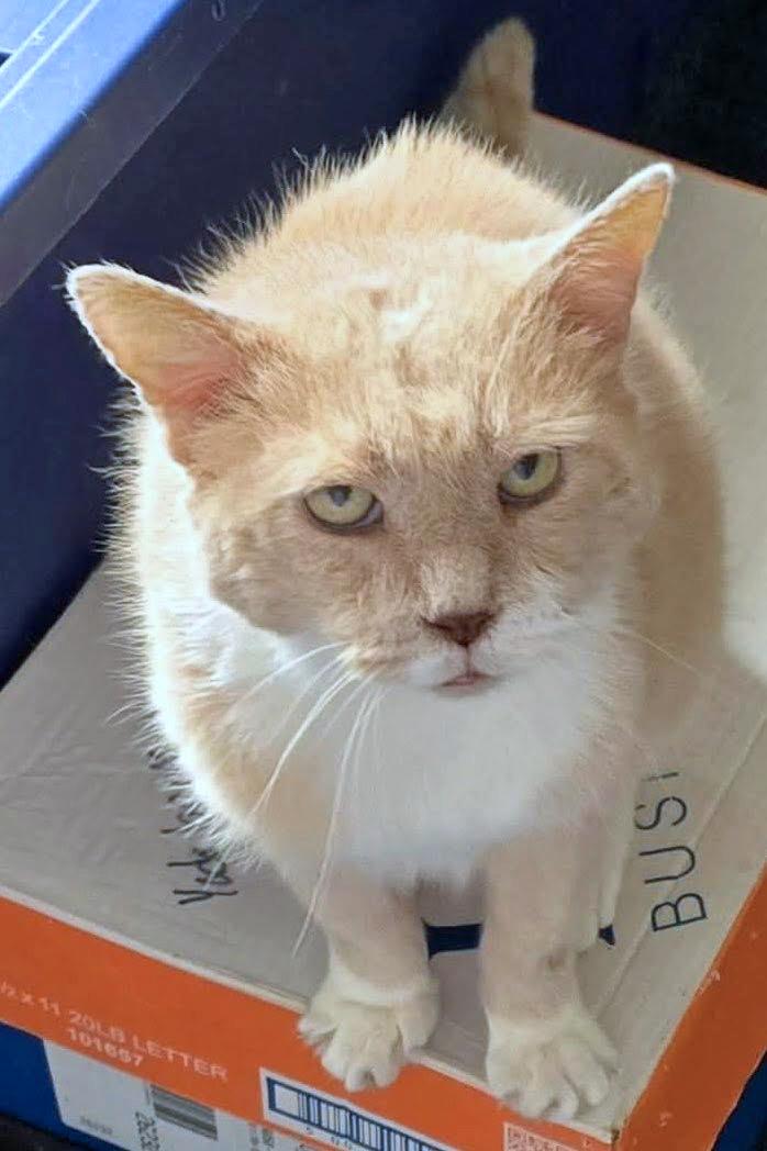 Caramel, ADOPTABLE, Senior Male Domestic Short Hair.