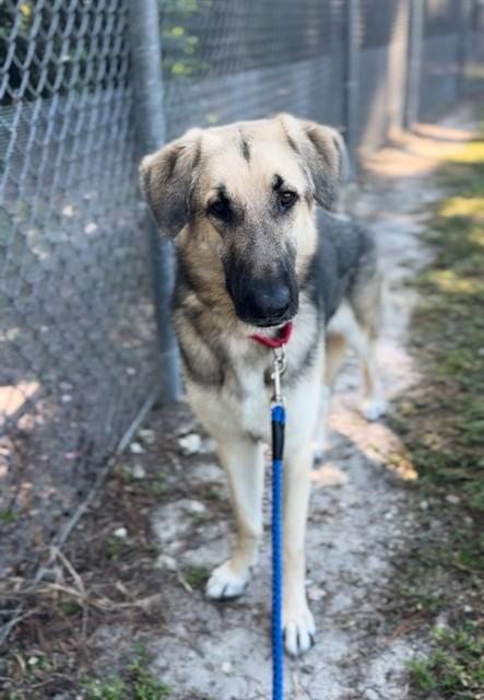 Enlarge JASPER, a Adoptable German Shepherd Dog in Naples, FL image 1/1