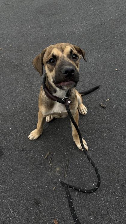 Enlarge 26-568 Carlisle, a Adoptable mixed breed in Barnesville, GA image 1/2