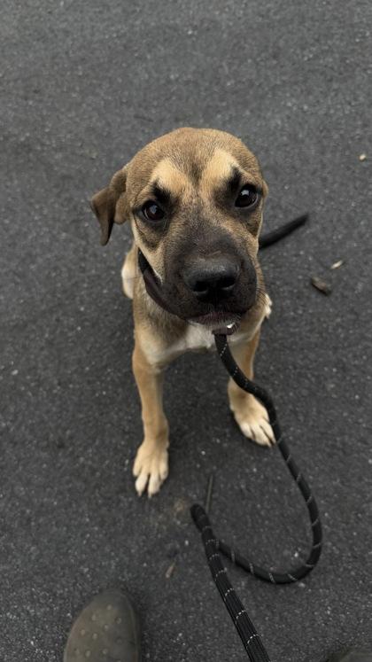 Enlarge 26-568 Carlisle, a Adoptable mixed breed in Barnesville, GA image 2/2