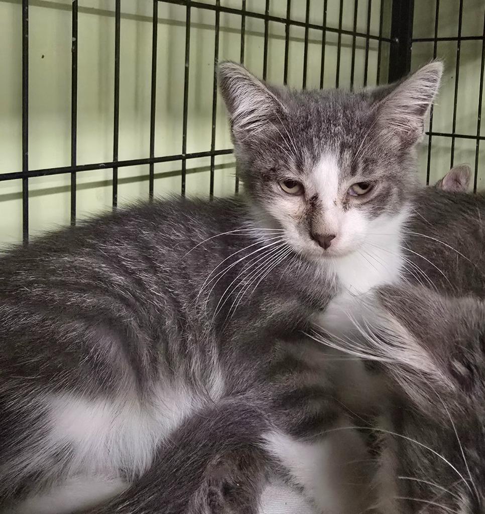 Biscotti, Adoptable, Kitten Male Domestic Short Hair.