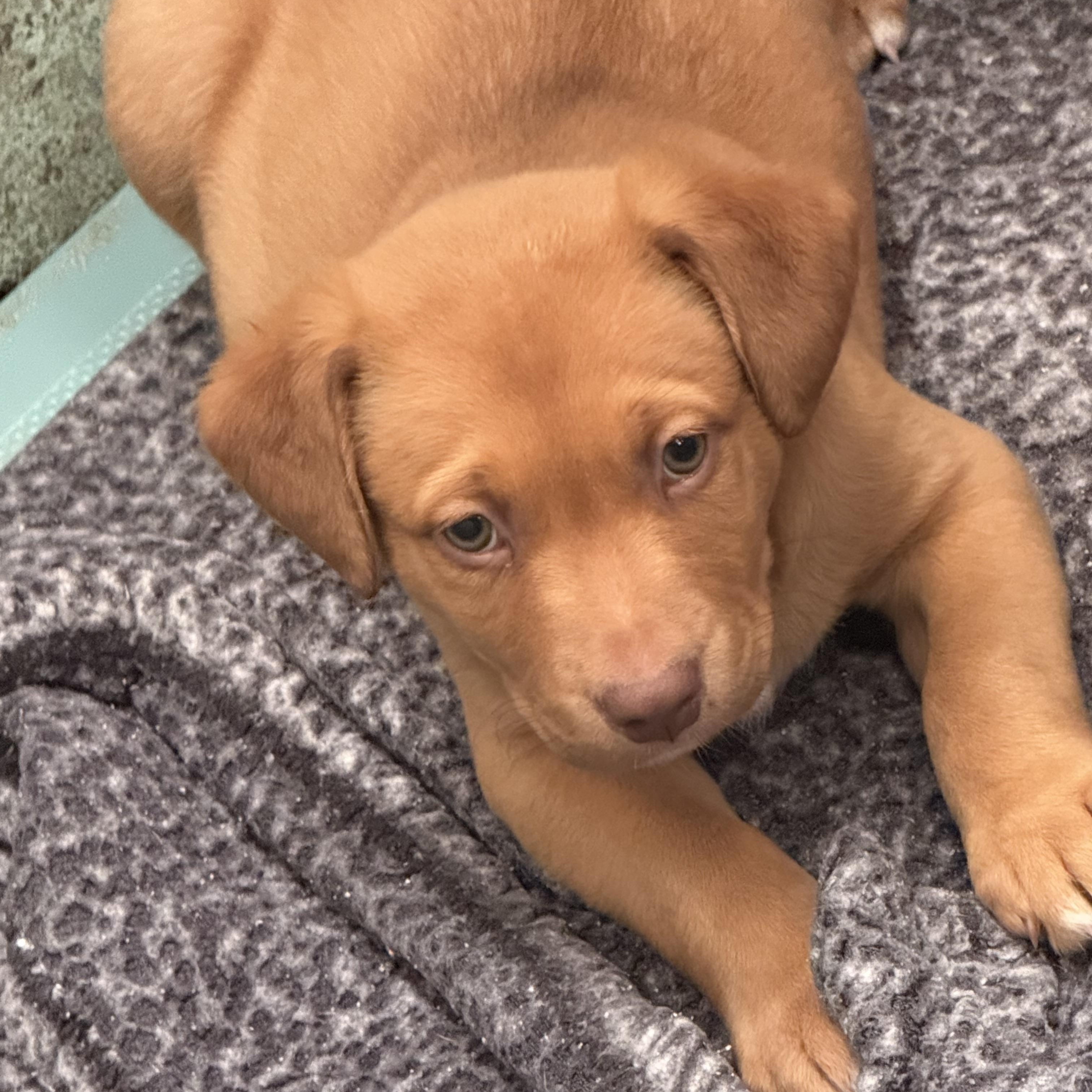 Enlarge Reeves, a ADOPTABLE mixed breed in Vicksburg, MS image 1/1