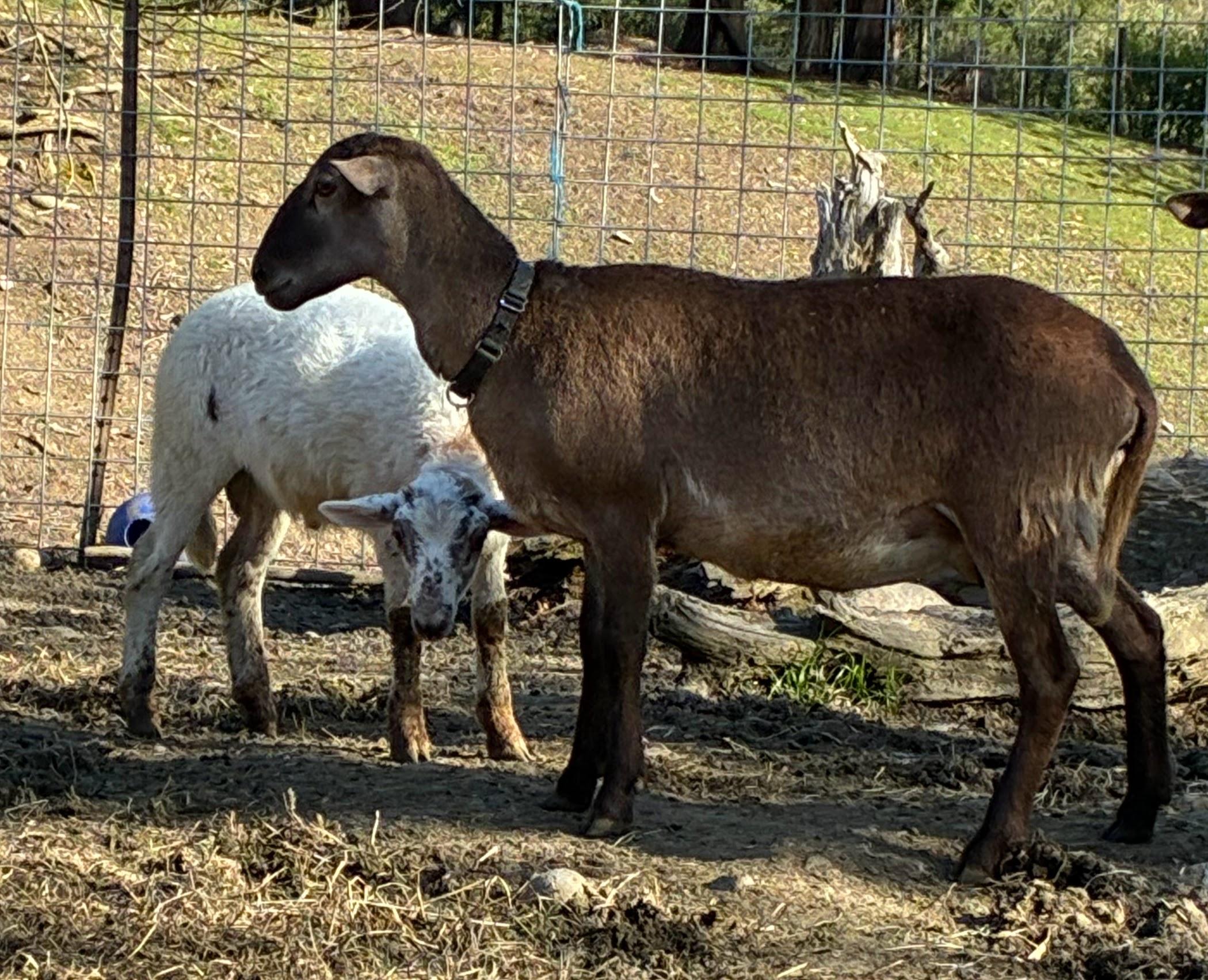 Kiki and Mico, Adult Female unknown