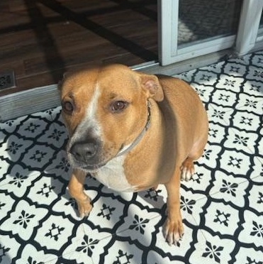 Enlarge Little One, a Adoptable Pit Bull Terrier in Westchester, IL image 6/6
